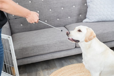 Trixie Hund Aktivität Ziel Stick Zeiger Assorti