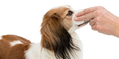 Trixie Augenreinigungs-Fingerkissen Hund Verpackung mit Anwendungshinweisen