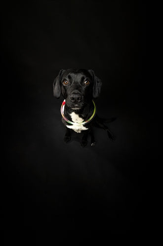 USB-Leuchthalsband Trixie für Hunde – verschiedene Leuchtmodi