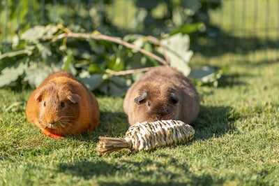 Trixie Wurzelgemüse natürlicher Snack Seitenansicht – gesunder Knabbersnack für Kleintiere