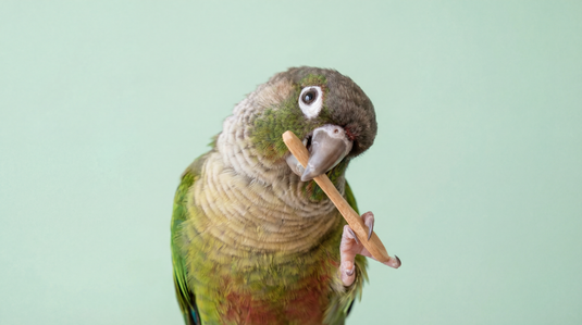 Vogel