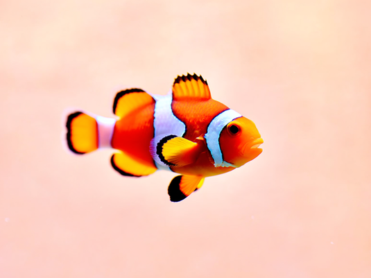 Fisch