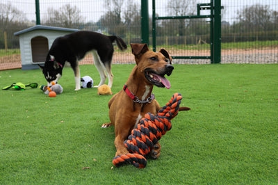 Happy Pet Muttern Für Knoten Extreme Spule 8 Form Tugger Grau/Orange
