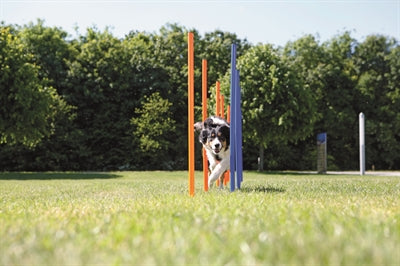 Trixie Hund Aktivität Agilität Slalom Sticks Blau / Orange