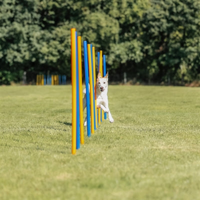 Trixie Hund Aktivität Agilität Slalom Sticks Blau / Orange