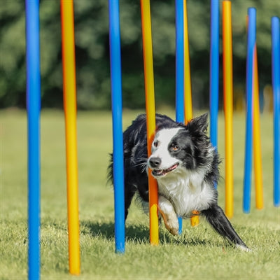 Trixie Hund Aktivität Agilität Slalom Sticks Blau / Orange