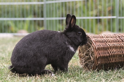 Trixie Weidentunnel-Kaninchen