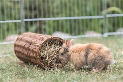Trixie Weidentunnel-Kaninchen