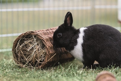 Trixie Weidentunnel-Kaninchen