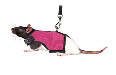 Trixie Softgeschirr Mit Leine Für Ratten Sortiert