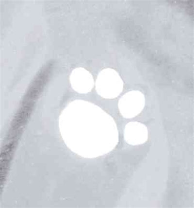 Trixie Tarbes Hunde-Regenjacke transparent schwarz, Nahaufnahme Material
