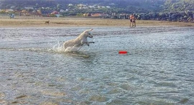 Chuckit Amphibische Stossstange Sortiert