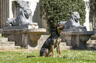Morso verstellbare Leine Vollmetall Hund Braun recycelt am Hund getragen