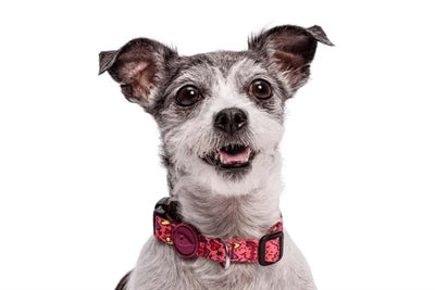 Morso Halsband Think Pink Rosa recycelt am Hund getragen Nahaufnahme