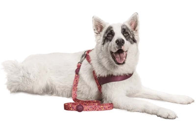 Morso Leine Think Pink Rosa recycelt am Hund getragen Spaziergang