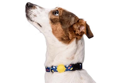 Morso Hundehalsband recycelt Farbe Eindringlinge lila am Hund getragen – Halsband nachhaltig recycelt elegant