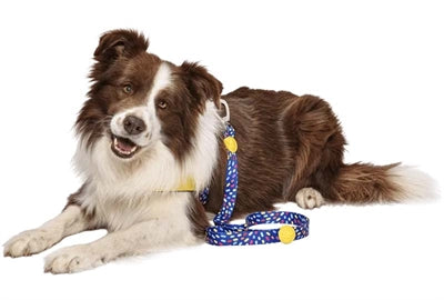Morso Hundeleine recycelt Farbe Eindringlinge lila am Hund getragen – Hundeleine nachhaltig recyceltes Material weich