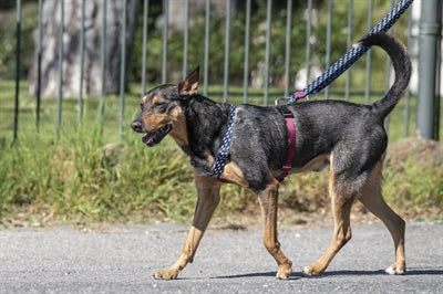 Morso Hundeleine verstellbar recycelt Power Flow schwarz am Hund getragen – Leine nachhaltig verstellbar robust