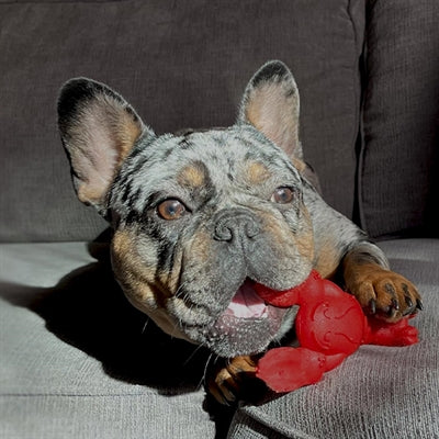 Nylabone Extrem Kauen Hummer Detailansicht Textur – Kauknochen Zahnpflege Hund robust Nahaufnahme