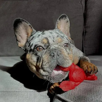 Nylabone Extrem Kauen Hummer Filet Mignon Geschmack