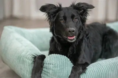 Trixie Hundekorb Vital Jonna Gerippter Samt Salbeigrün