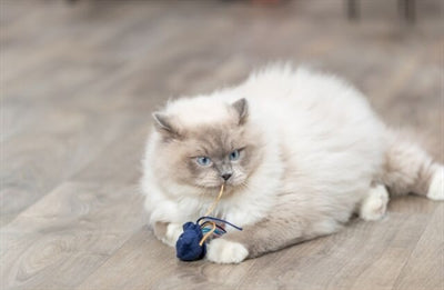 Trixie Meerestier Plüsch Katzenminze sortiert – Katzenspielzeug Seepferdchen Krabbe Oktopus bunt