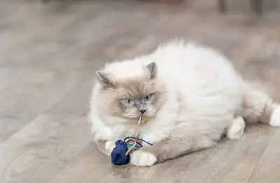 Trixie Meerestier Plüsch Mit Katzenminze Sortiert