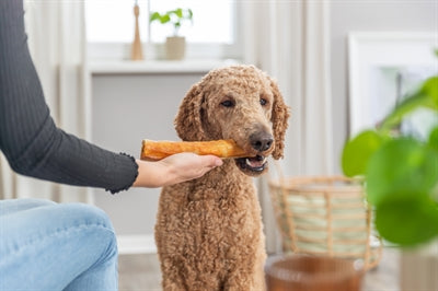 Trixie Denta Fun Kollagen Roll Nahaufnahme – gepresster Kausnack Zahnreinigung Hund einzelne Rolle