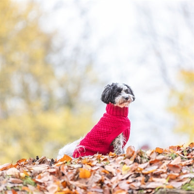 Trixie Norwood Hundepullover – Größenvergleich am Hund getragen rot