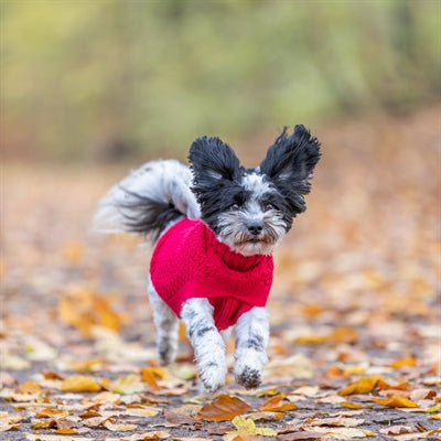 Trixie Norwood Hundebekleidung rot – Bauchpartie Detailaufnahme