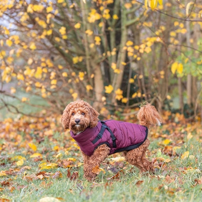Trixie Pirou Hundemantel mit Geschirr – Größenvergleich am Hund
