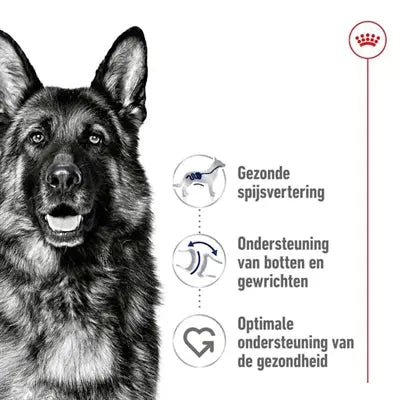 Royal Canin Maxi Erwachsener