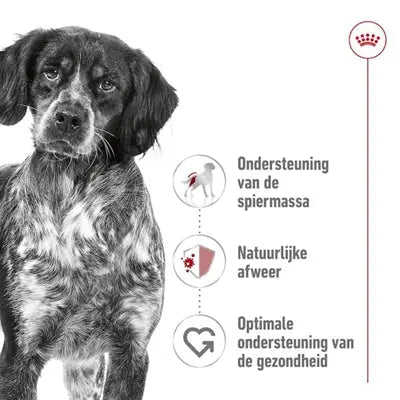 Royal Canin Medium Erwachsen