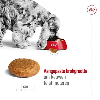 Royal Canin Medium Erwachsen