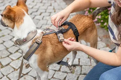 Trixie Panikadapter Steg Für Gurtzeuge Schwarz