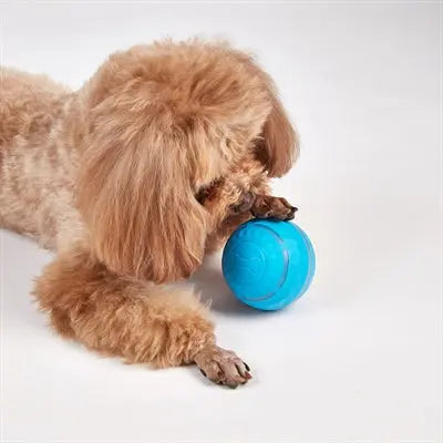 Fofos Rollerball Wiederaufladbar Für Hunde