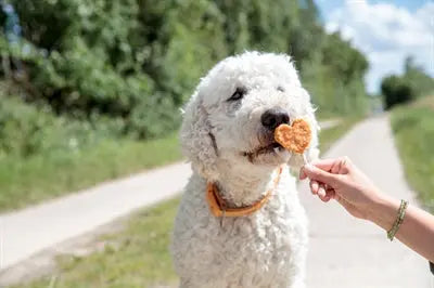 Trixie Premio Lollipop Mit Huhn Und Reis