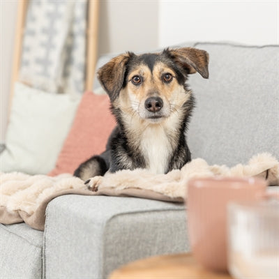 Trixie Hundedecke Elli in Dunkelgrau – Hund auf der gemütlichen Decke liegend