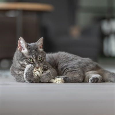 Trixie Spielseil Fransen Katzen-Spielangel verschiedene Farben