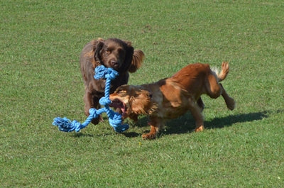 Happy Pet Flossin Fun 3 Knopf