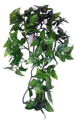 Komodo Philodendron-Pflanze