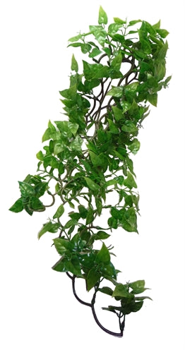 Komodo Philodendron-Pflanze