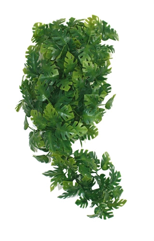 Komodo Pflanzenspaltung Philodendron