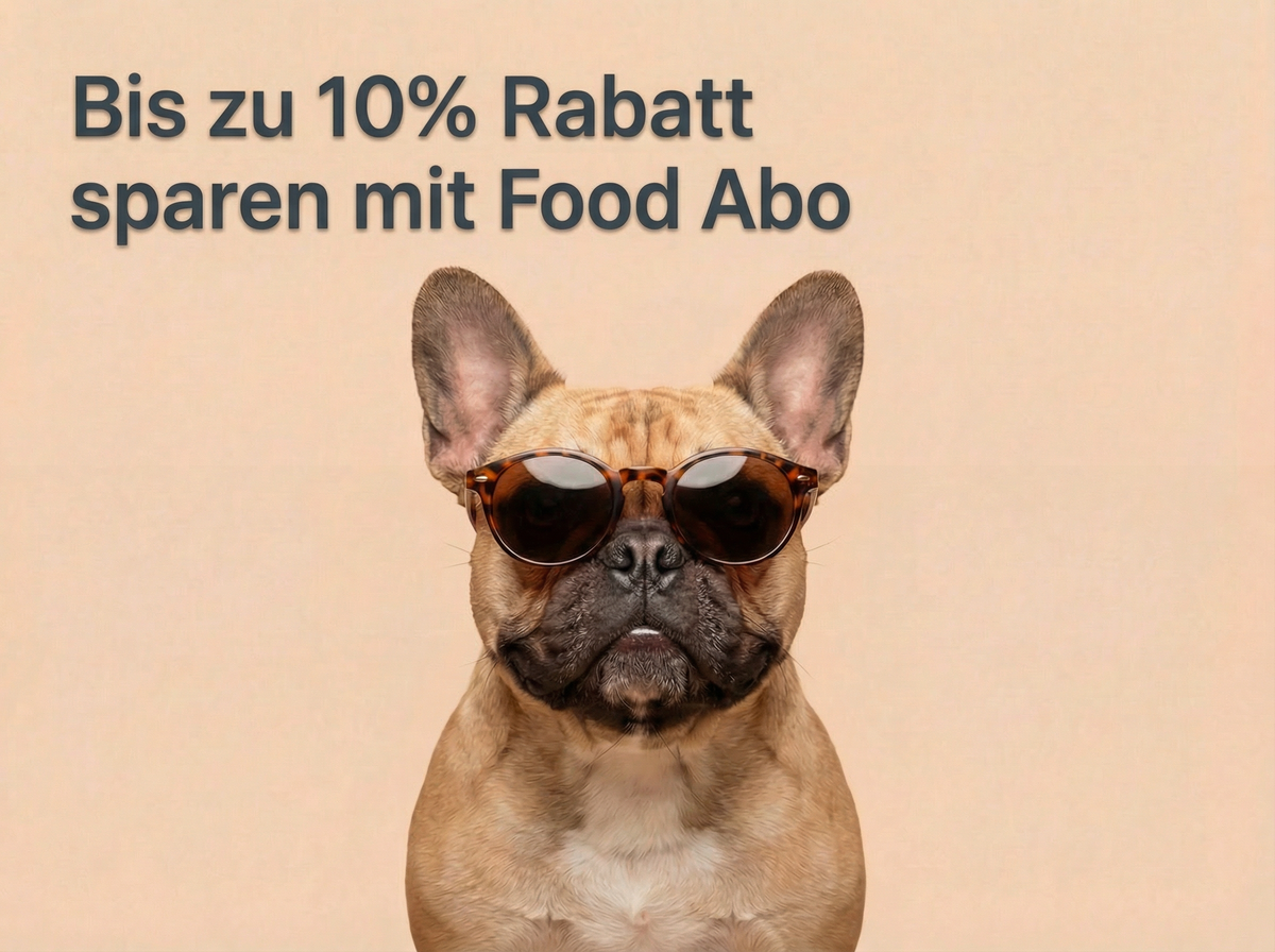 Hund mit Sonnenbrille vor einem warmen Hintergrund